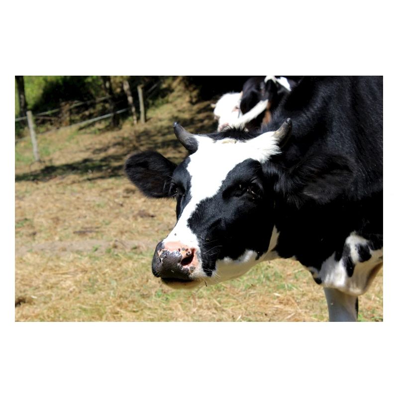 Affiche de vache