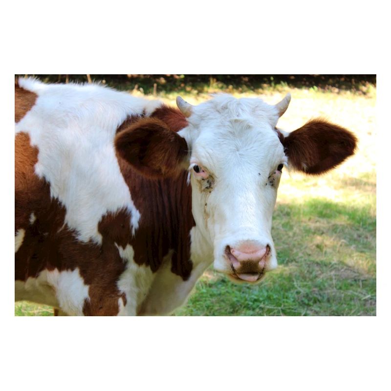 Affiche de vache
