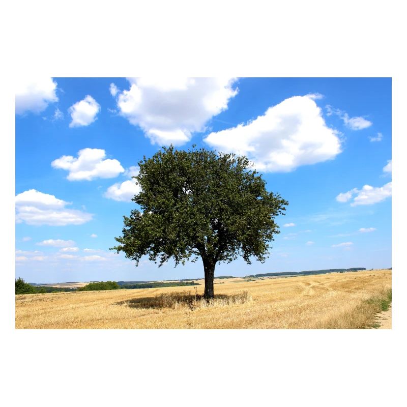 Tree, Environment, Nature