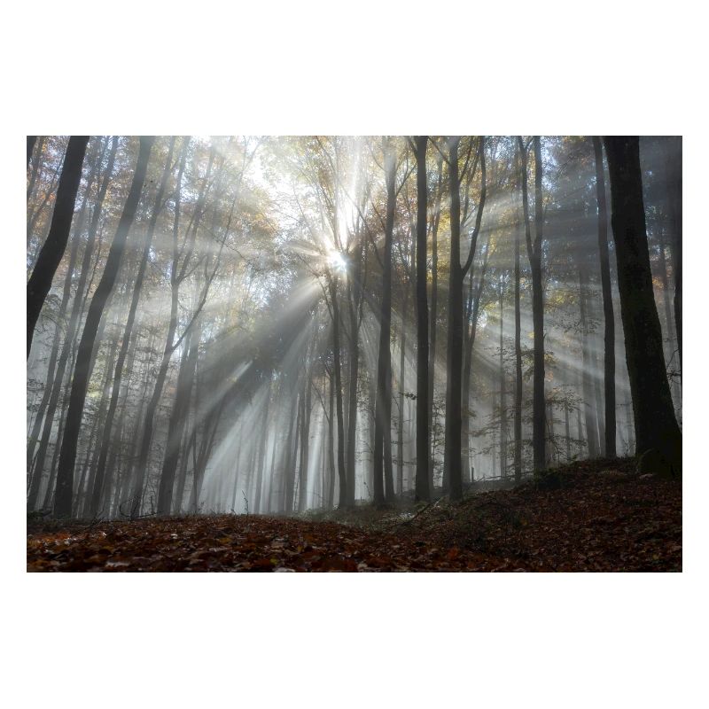 L’éclat de la forêt