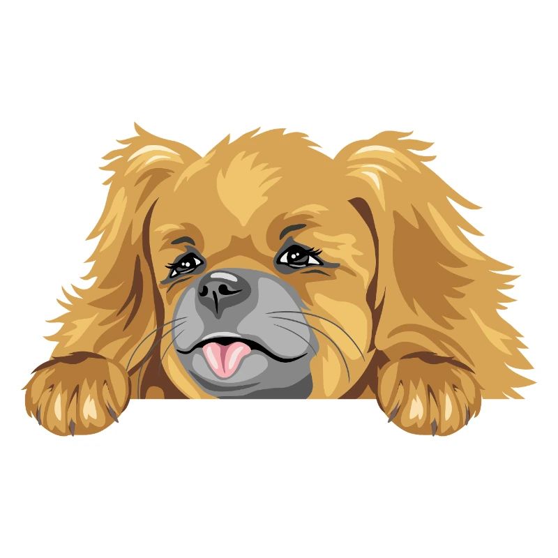 Chien pékinois