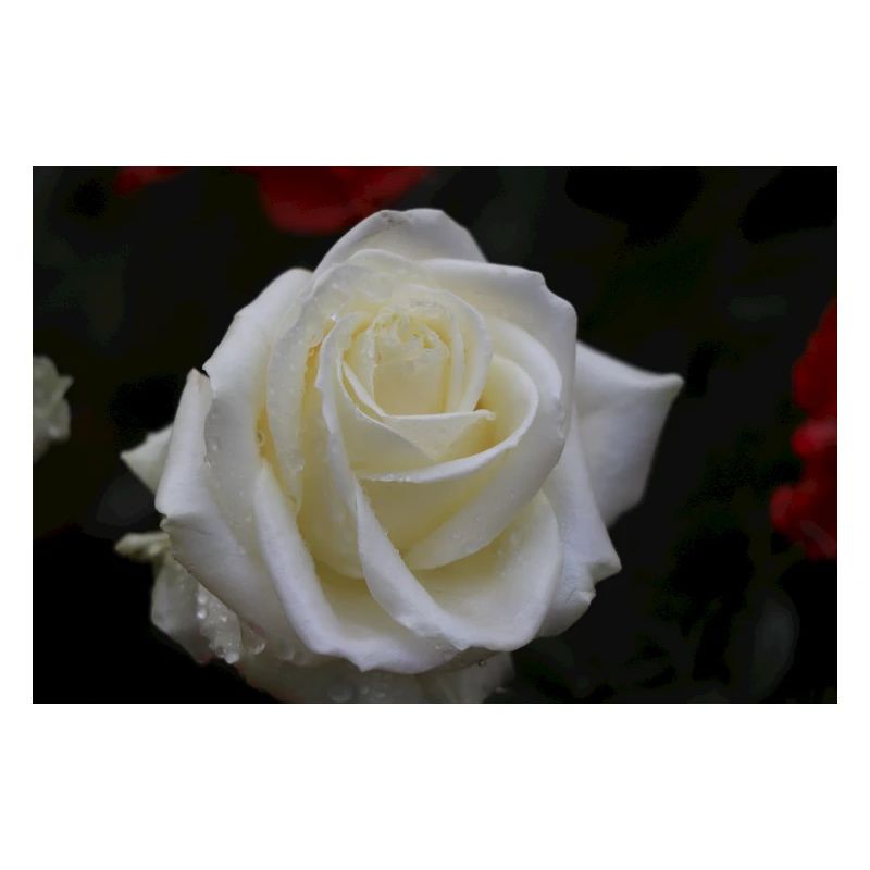weiße Rose