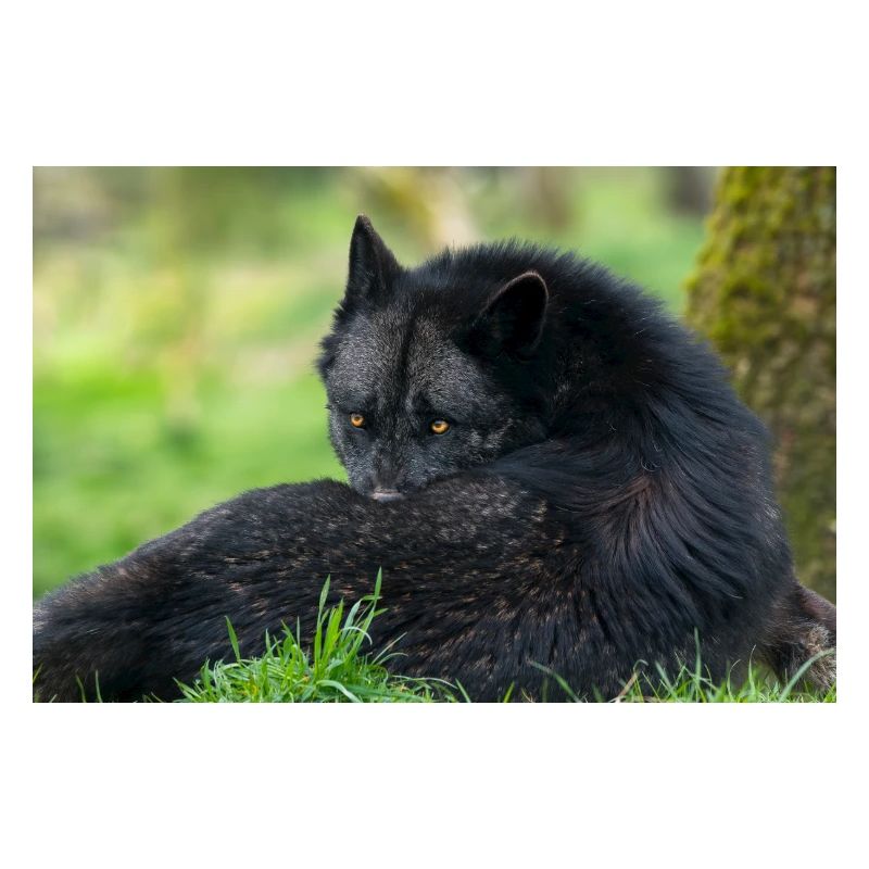 Black wolf at rest