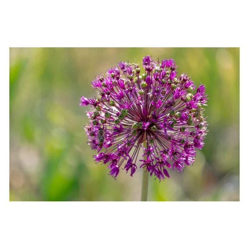 Gros plan d’une fleur violette - Poireau géant