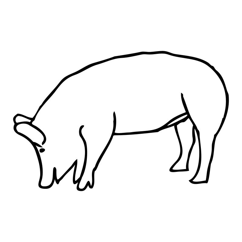schwein
