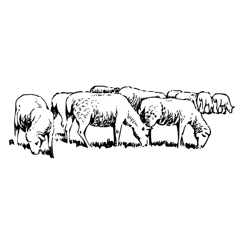 sheep25