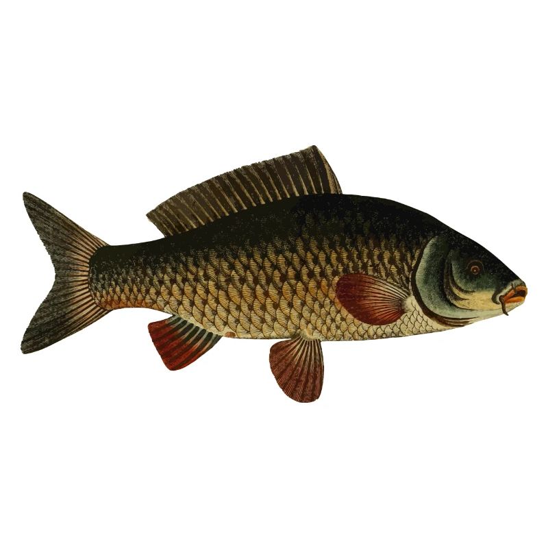 fish107