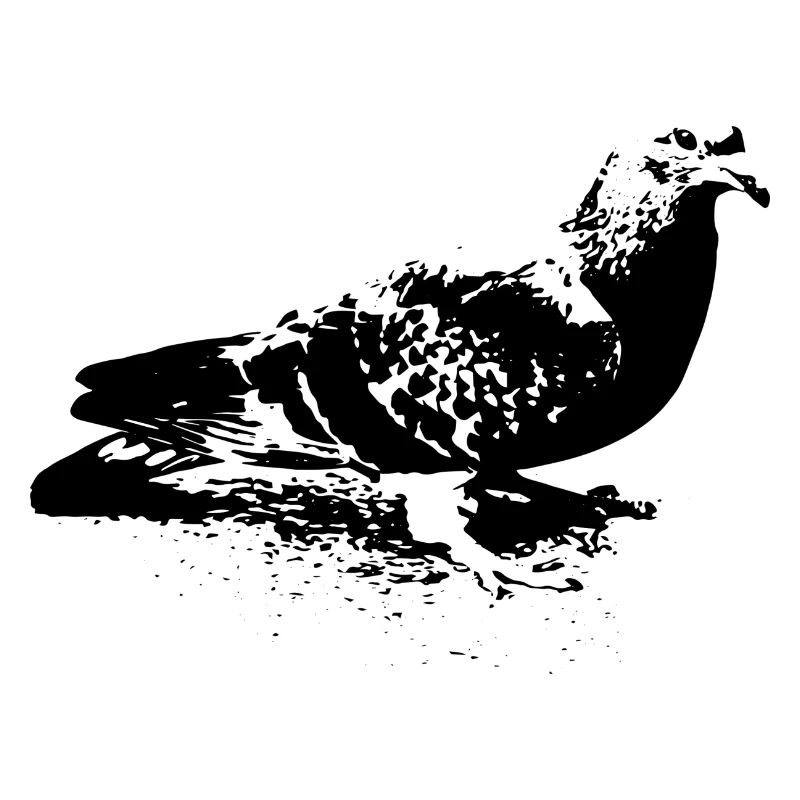 colombe