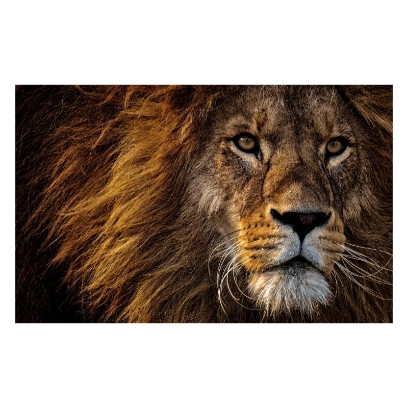 Löwe - Der König der Tiere Geschenkidee Geschenk