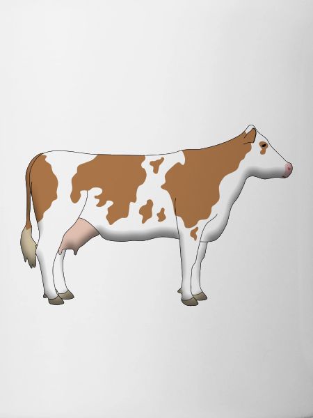 Vache 1