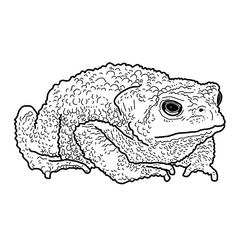 toad