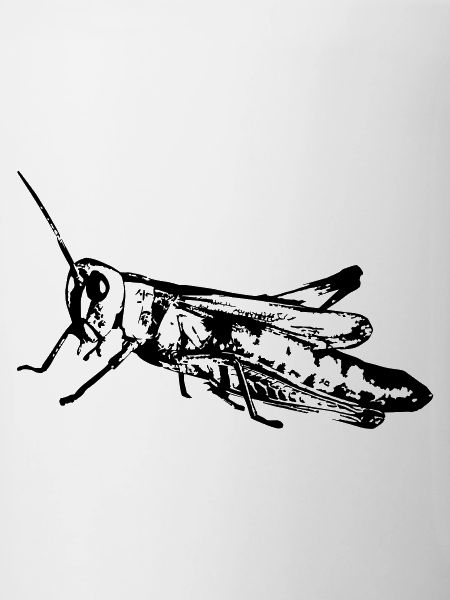 Grasshopper