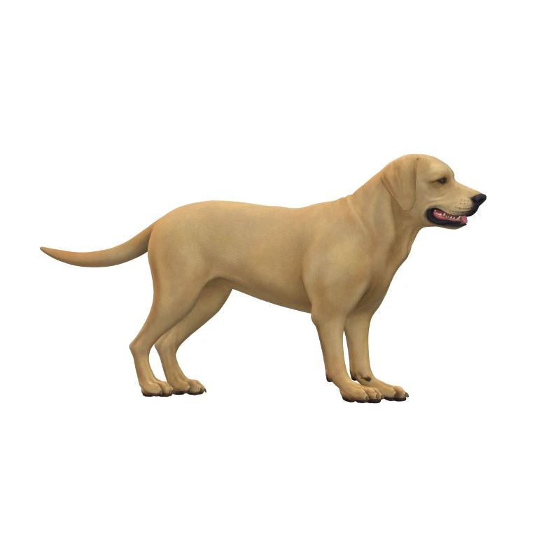 Conception de chiens