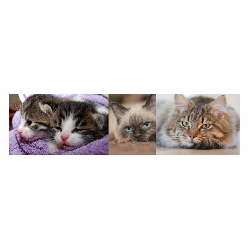 Chats