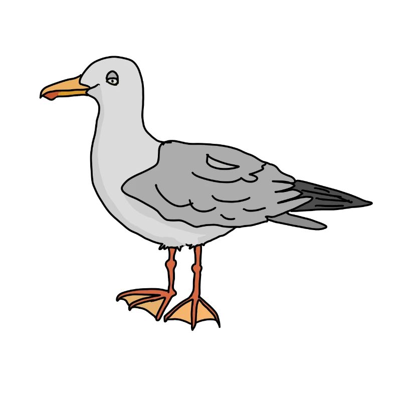 Möwe