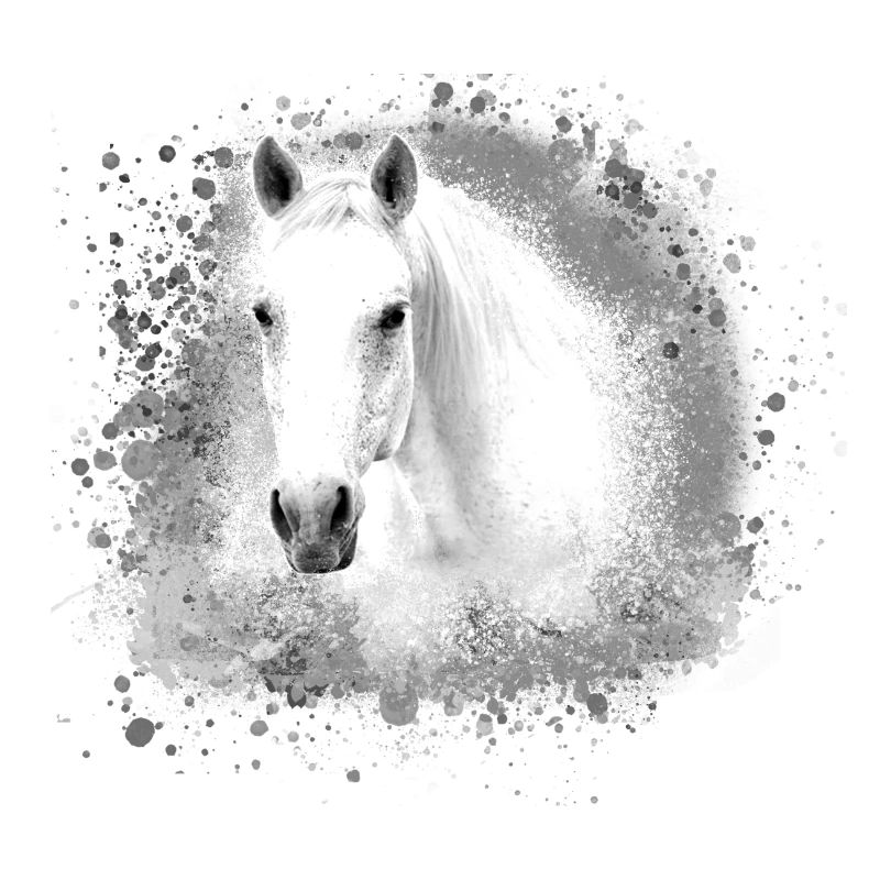 Schimmel, Pferd,weisses Pferd, Graffiti,haflinger