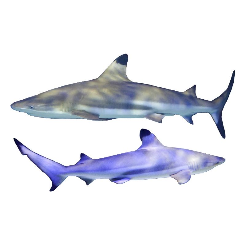 2 requins, petite paire de requins à pointe noire, naturel