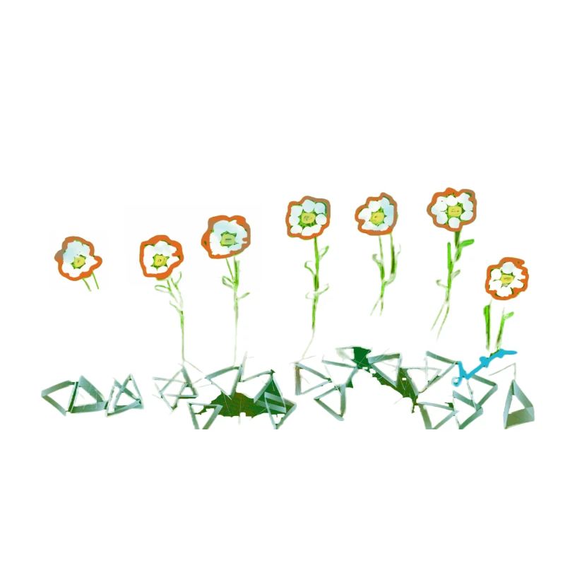 7 FLEURS