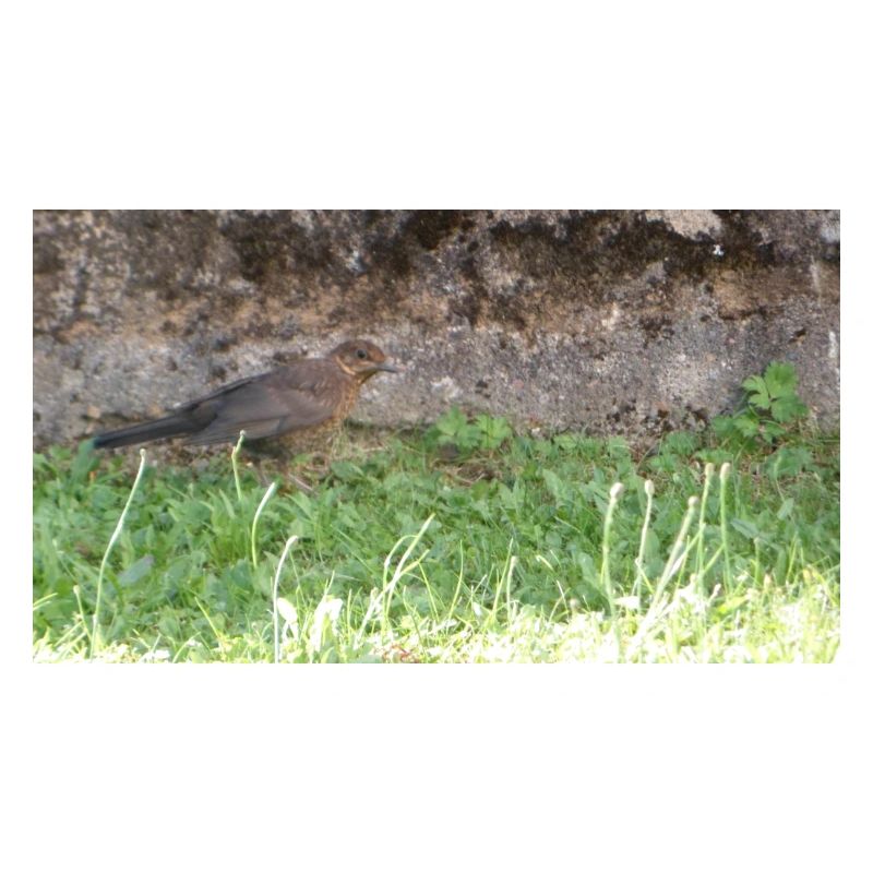 Oiseau