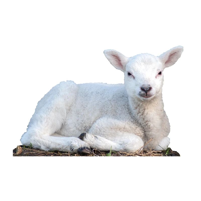 Lamb Easter Sheep Spring Animal