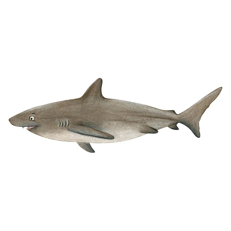 Requin Bronze