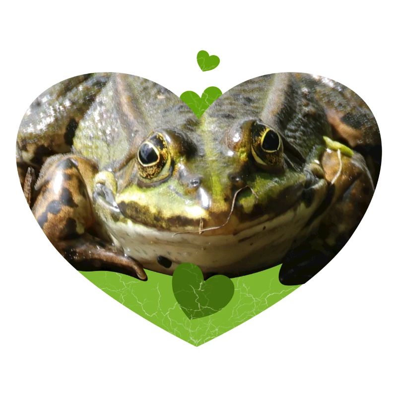 Crapaud grenouille Grenouilles Prince