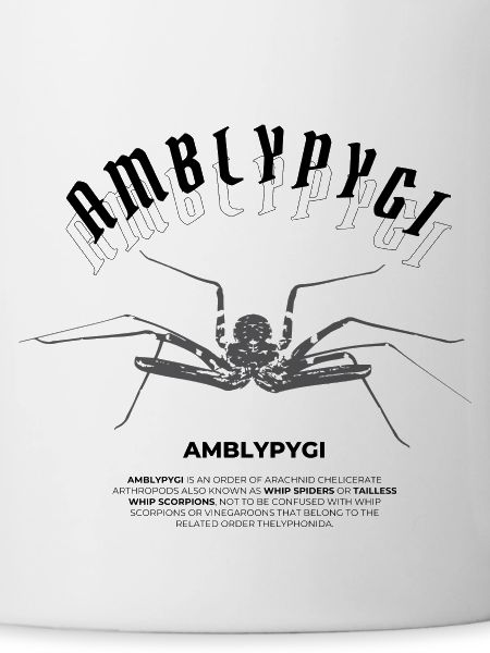 Flagellum Spider - Amblypygi