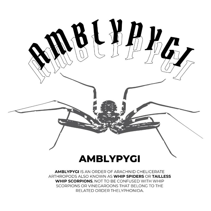 Araignée flagelle - Amblypygi