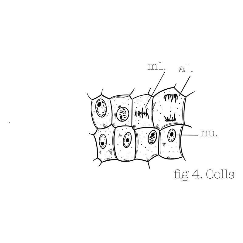 cells