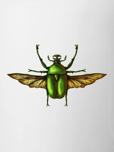 Insecte