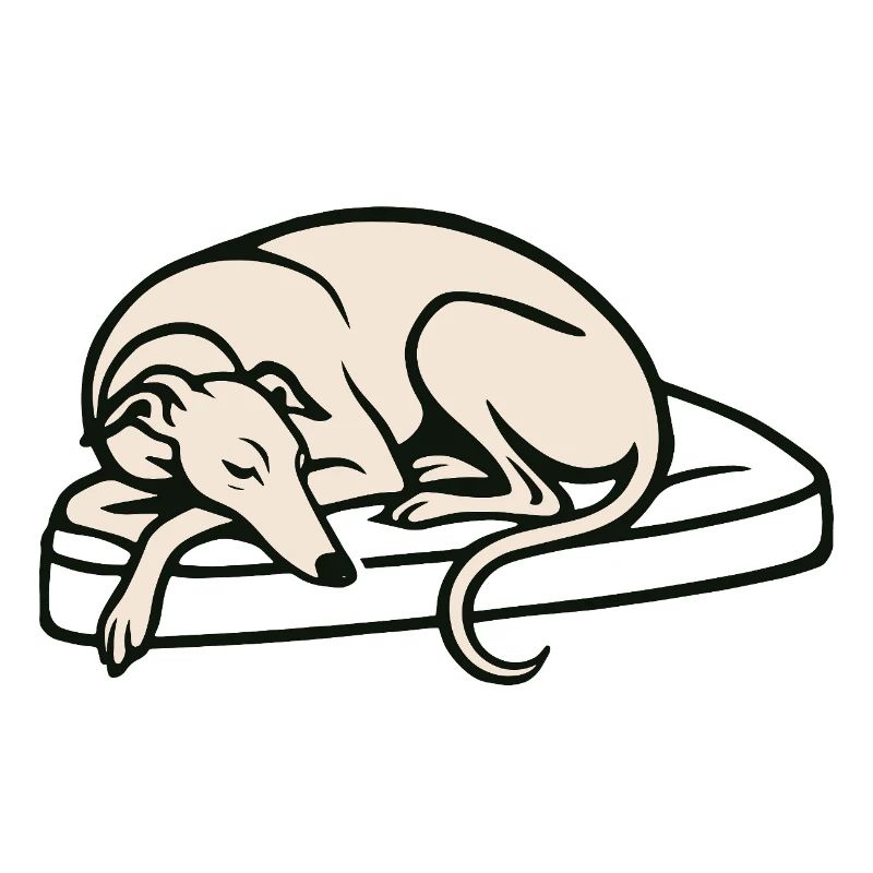 Galgo endormi