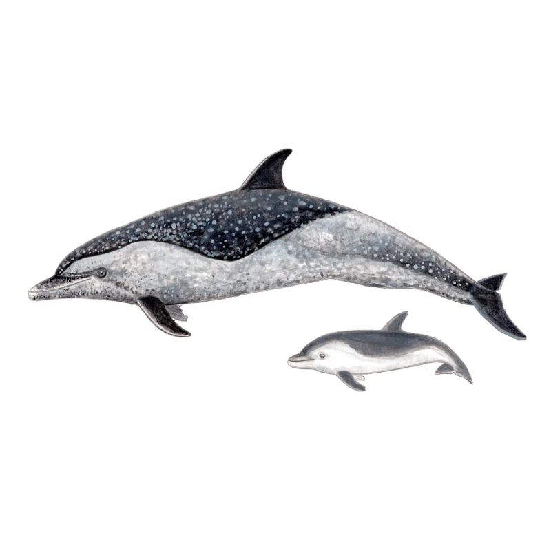 dauphin tacheté