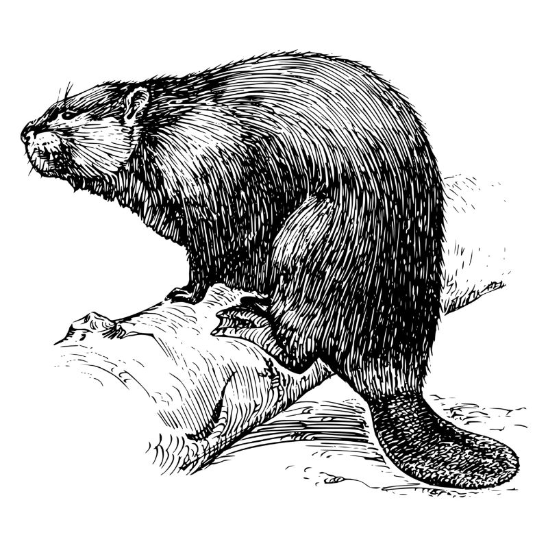 Le castor