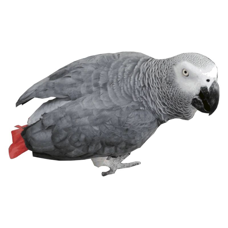 gray bird