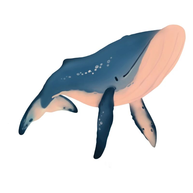 Whale illustration
