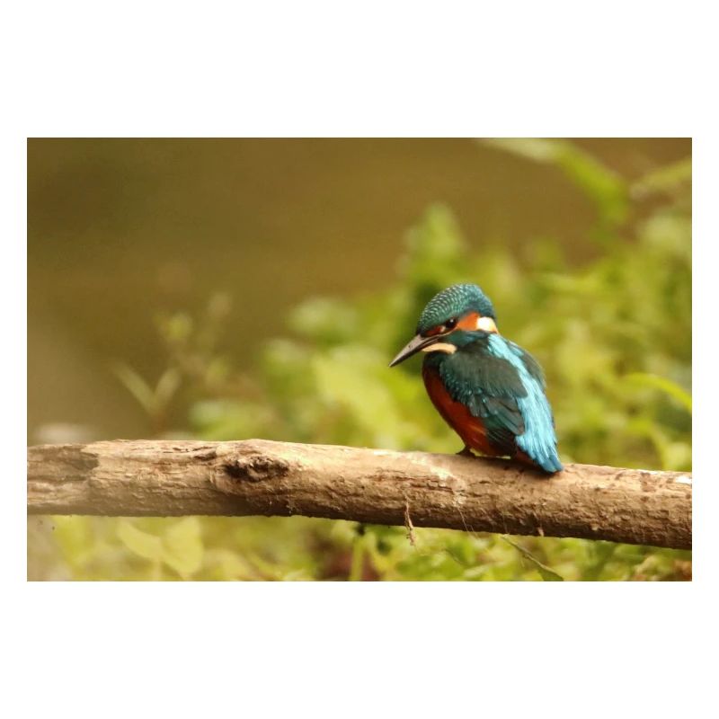Eisvogel
