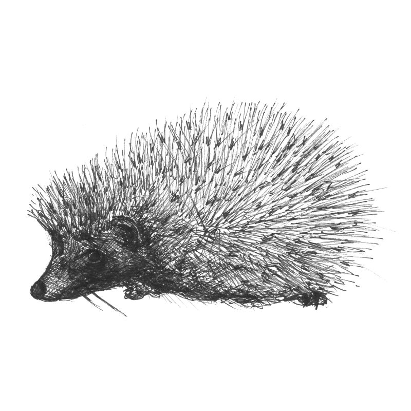 Esquisse d'un hérisson, dessin à main levée, fait à la main