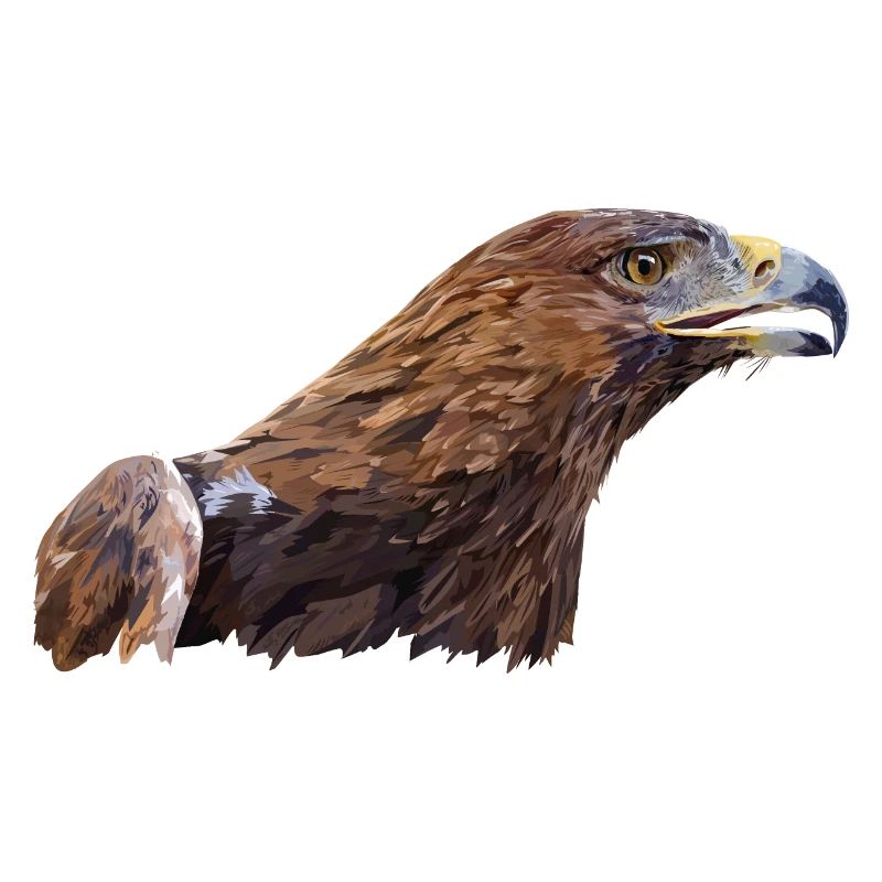 Aigle royal