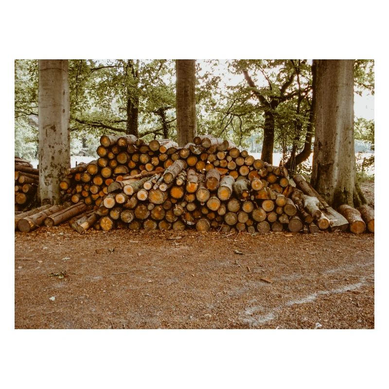 Bois dans la forêt
