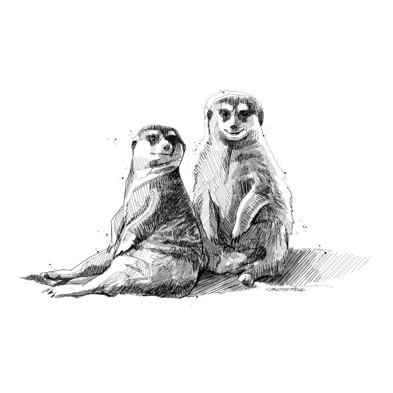 Propagation de suricates