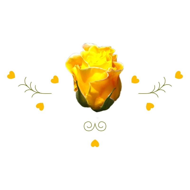 Rose Jaune Rose