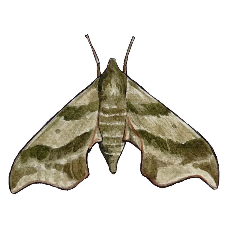 Motte (Darapsa myron)