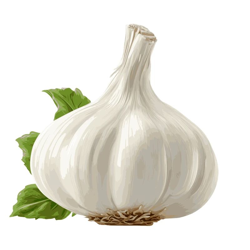 Knoblauch