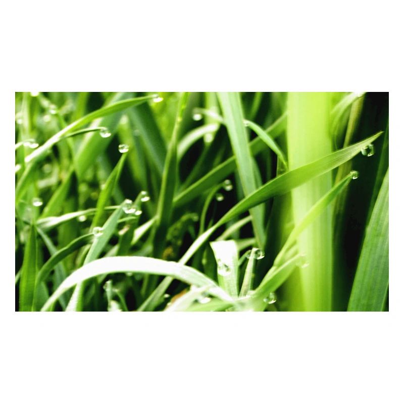 Morning grass