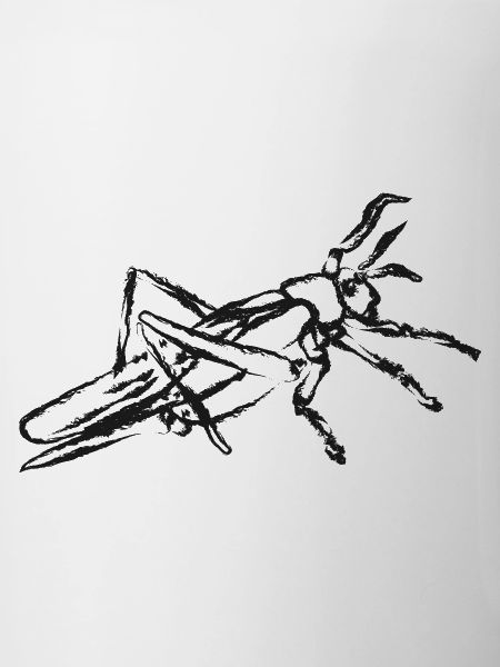 Schwarze Heuschrecke – Intecte Illustration