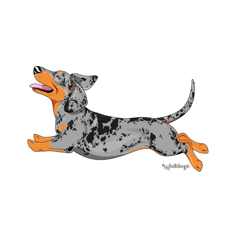 Dachshund Smooth 5
