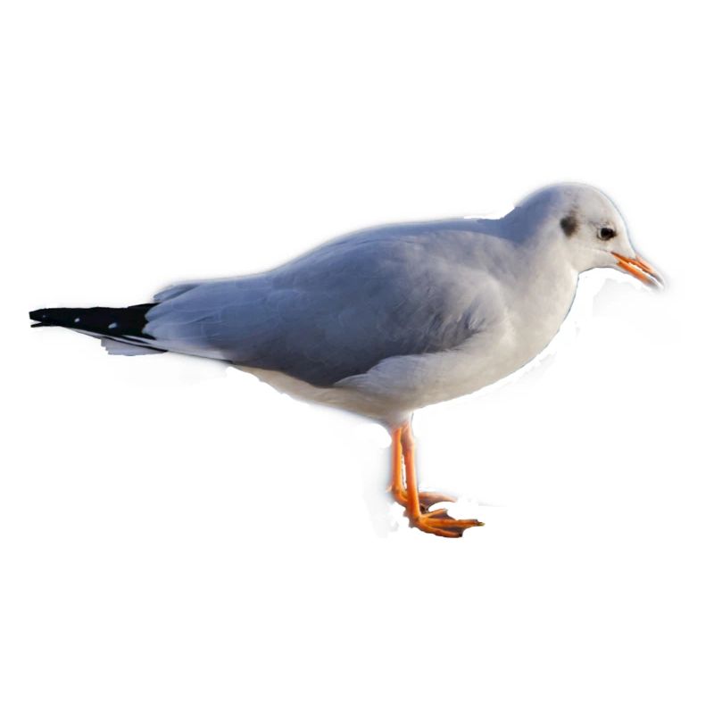 Môwe