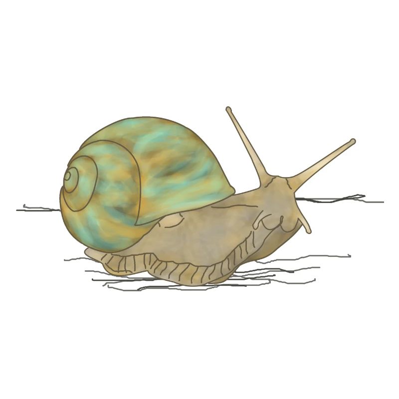 Snail, snail