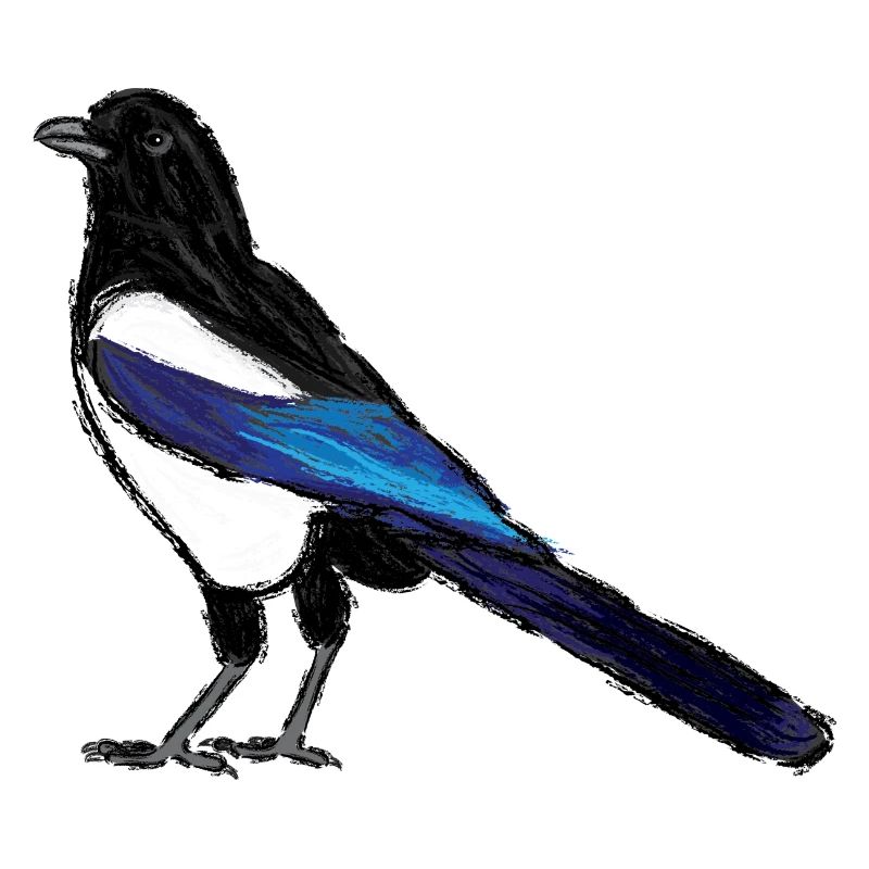 Magpie / Eurasian Magpie Design 3