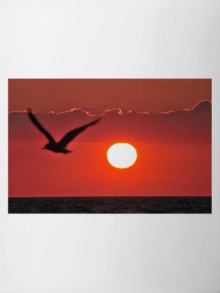 Abendrot mit Möwe